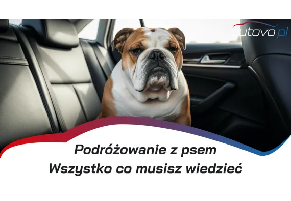 Podróż z psem: Jak bezpiecznie przewozić psa w samochodzie?